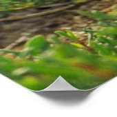 Blaues Boobies-Füßposter Poster (Ecke)