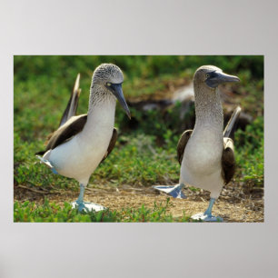 Blaues Boobies-Füßposter Poster