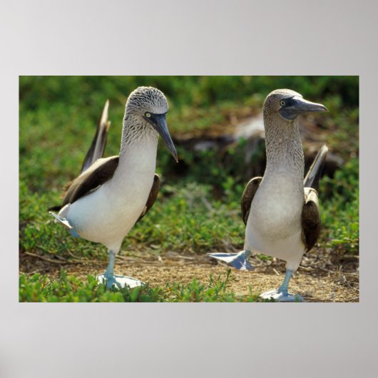 Blaues Boobies-Füßposter Poster (Vorne)