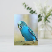 Blaues Budgerigar Postkarte (Stehend Vorderseite)