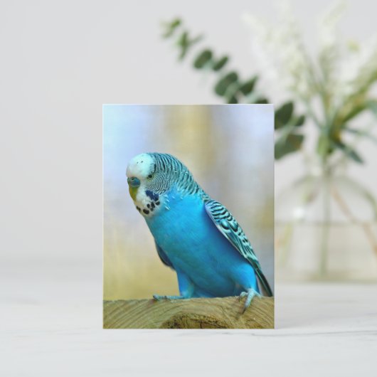 Blaues Budgerigar Postkarte (Stehend Vorderseite)