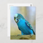 Blaues Budgerigar Postkarte (Vorne/Hinten)
