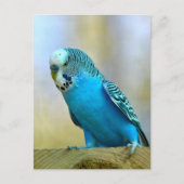 Blaues Budgerigar Postkarte (Vorderseite)