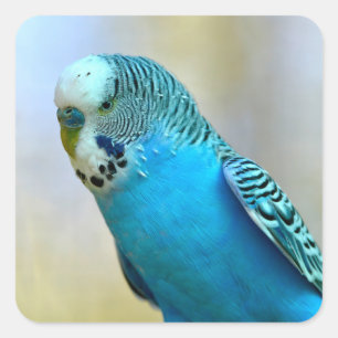 Blaues Budgerigar Quadratischer Aufkleber
