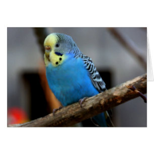 Blaues Budgie