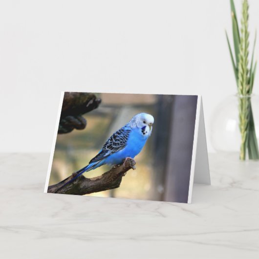 Blaues Budgie Karte (Vorderseite)
