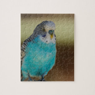 Blaues Budgie Puzzle