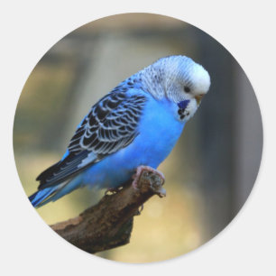 Blaues Budgie Runder Aufkleber