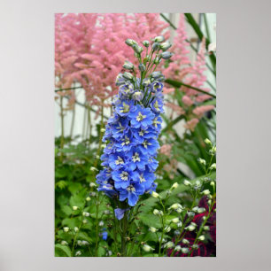 Blaues Delphinium-Blumenplakat Poster