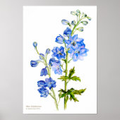 Blaues Delphinium Botanisches Kunstposter Poster (Vorne)