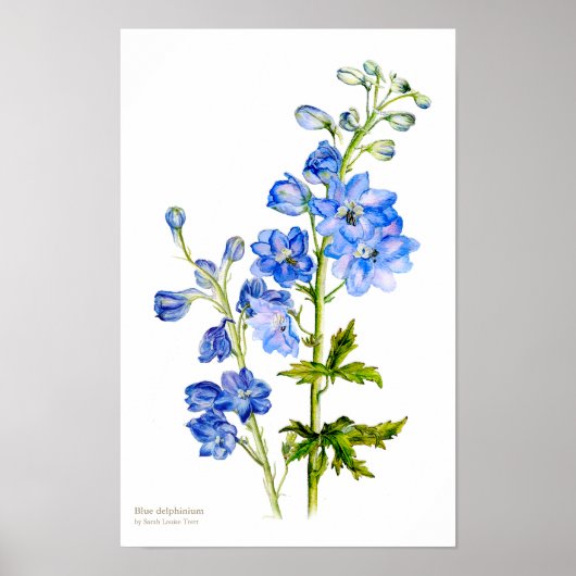 Blaues Delphinium Botanisches Kunstposter Poster (Vorne)