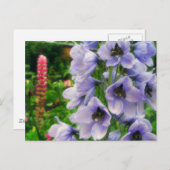 Blaues Delphinium Postkarte (Vorne/Hinten)