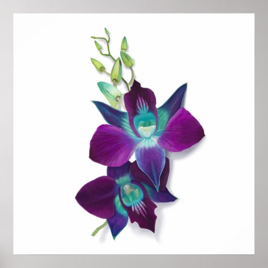 Blaues Dendrobium oder blaues Bom Orchid Gemälde Poster (Vorne)