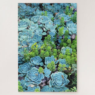 Blaues Echeveria Imbricata und grünes Sedum Sukku Puzzle