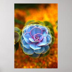 Blaues Echeveria Poster