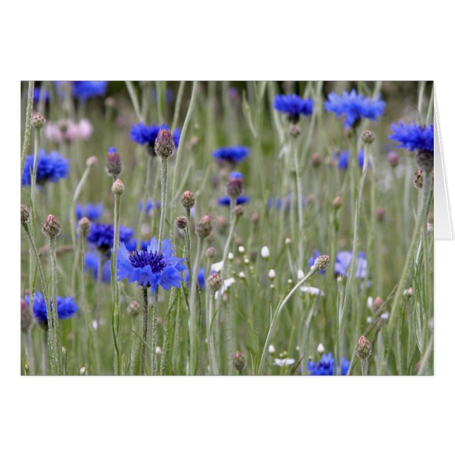 Blaues Feld (Vorderseite (Horizontal))