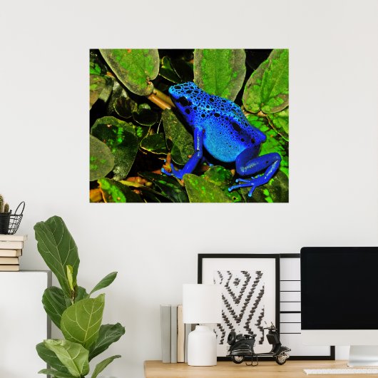 Blaues Gift Dart Frog Dendrobates azureus Poster (Heimbüro)