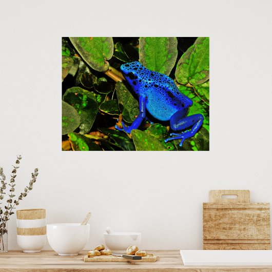 Blaues Gift Dart Frog Dendrobates azureus Poster (Küche)
