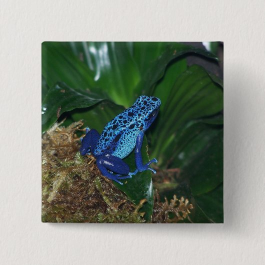 Blaues Gift-Pfeil-Frosch-Porträt Button (Vorderseite)