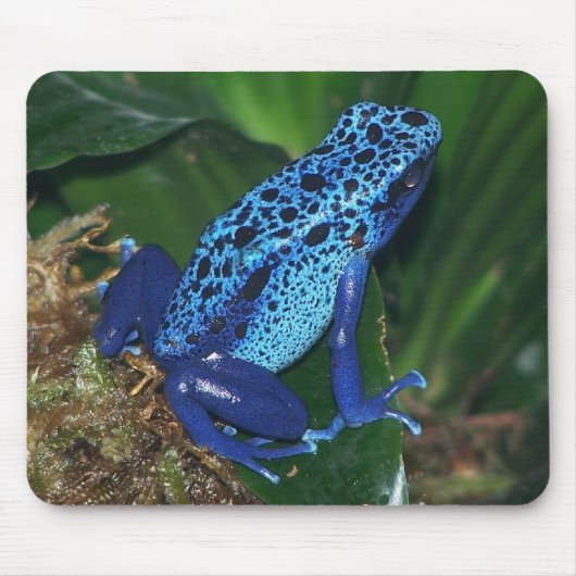 Blaues Gift-Pfeil-Frosch-Porträt Mousepad (Vorne)