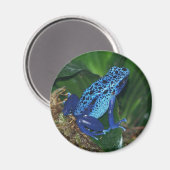 Blaues Giftarrow-Frosch-Portrait Magnet (Vorderseite/Rückseite)