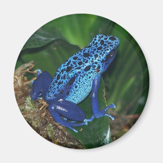 Blaues Giftarrow-Frosch-Portrait Magnet (Vorne)