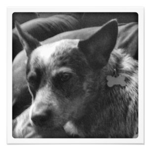 Blaues Heeler in Schwarzweiss Fotodruck