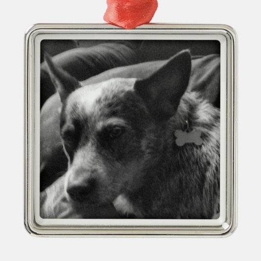 Blaues Heeler Ornament Aus Metall (Vorne)