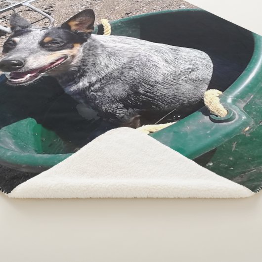 Blaues Heeler Sherpadecke (3/4)