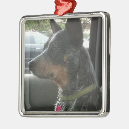 Blaues heeler silbernes ornament (Links)