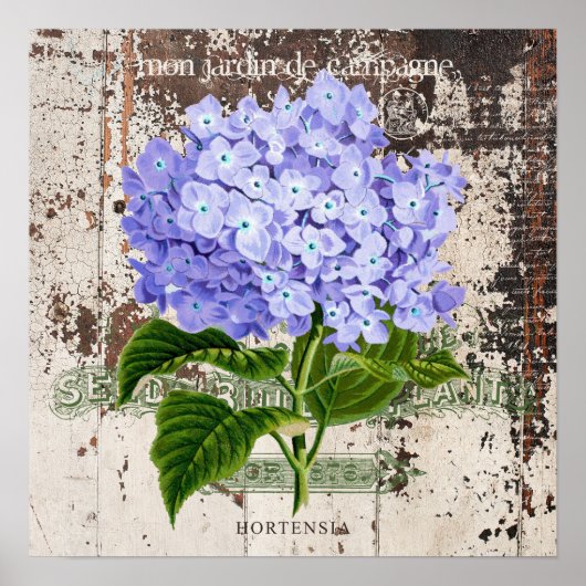 Blaues Hydrangea auf rustikalem Hintergrund Poster (Vorne)