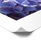 Blaues Hydrangea Poster (Ecke)