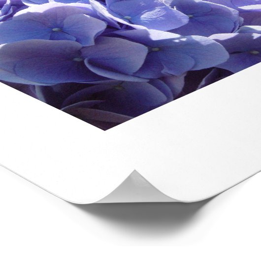 Blaues Hydrangea Poster (Ecke)