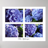 Blaues Hydrangea Poster (Vorne)