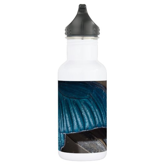 blaues Insekt des Schmetterlinges, das schöne Trinkflasche (Rechts)