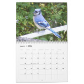 Blaues Jay 12 Monats-Kalender Kalender (Mär 2026)