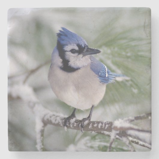 Blaues Jay, Cyanocitta cristata Steinuntersetzer (Vorderseite)