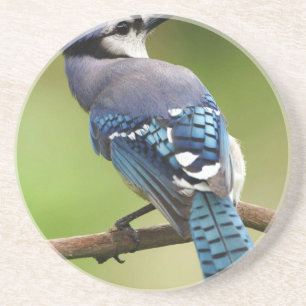 Blaues Jay, das an Sie Freundfamilien-Mammavati Getränkeuntersetzer