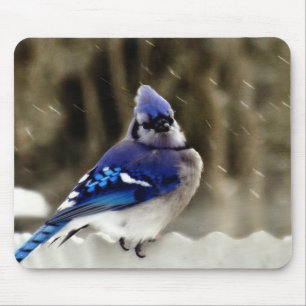 Blaues Jay-Foto Mousepad