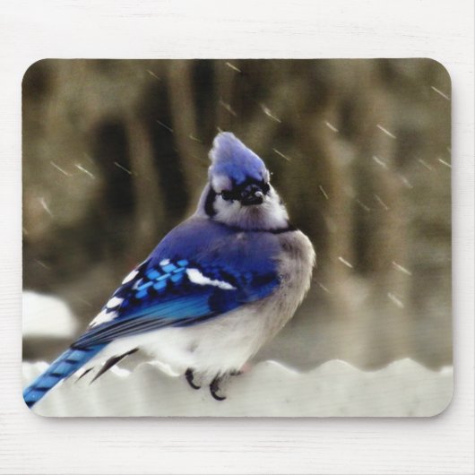 Blaues Jay-Foto Mousepad (Vorne)
