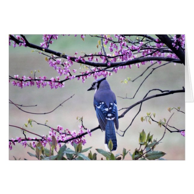 Blaues Jay im Frühling (Vorderseite (Horizontal))