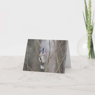 Blaues Jay im Schnee Karte