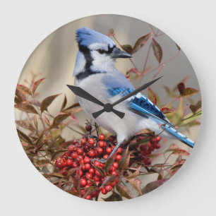 Blaues Jay in Nandina himmlischem Bambus Große Wanduhr