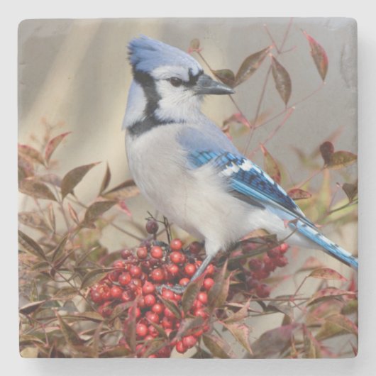Blaues Jay in Nandina himmlischem Bambus Steinuntersetzer (Vorderseite)