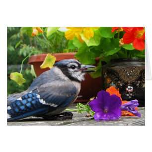 Blaues Jay mit Blumen