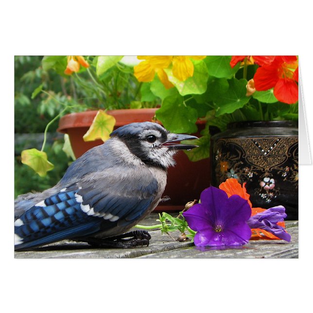 Blaues Jay mit Blumen (Vorderseite (Horizontal))