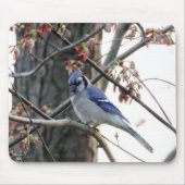 Blaues Jay Mousepad (Vorne)