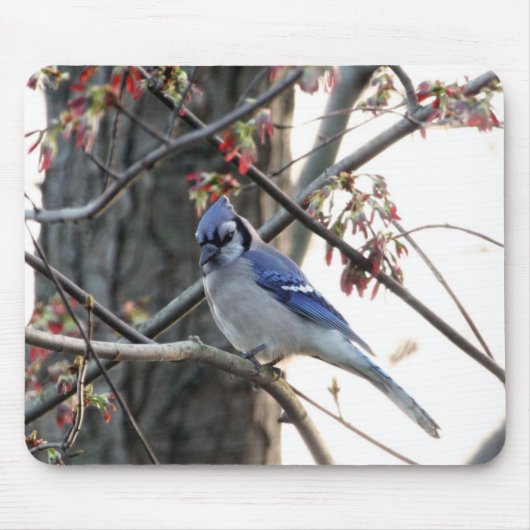 Blaues Jay Mousepad (Vorne)