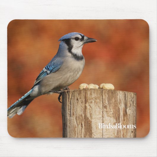 Blaues Jay Mousepad (Vorne)