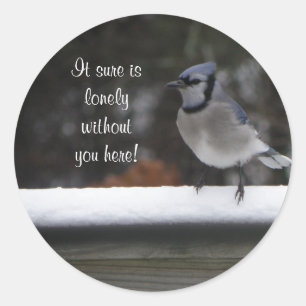 Blaues Jay: Ohne Sie hier Aufkleber